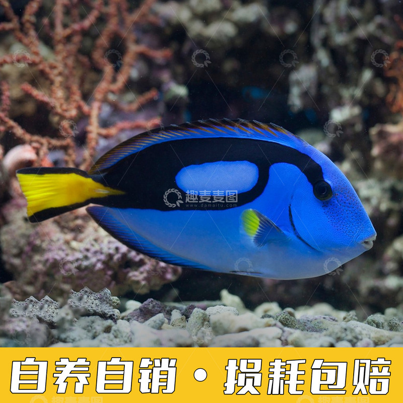 海洋鱼类蓝吊鱼缸主图
