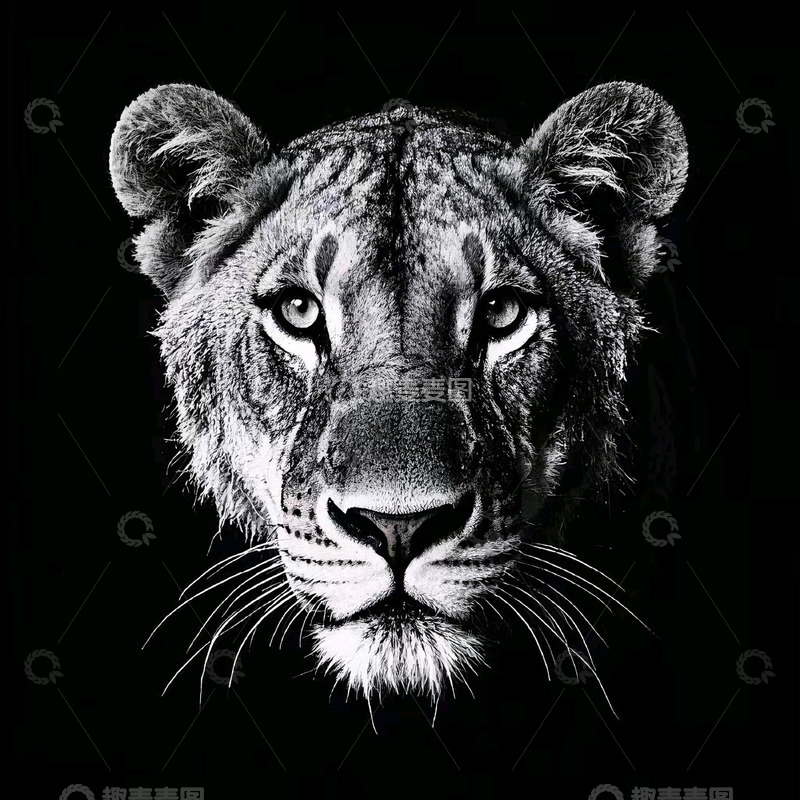 高清大图下载【趣麦麦图】狮子