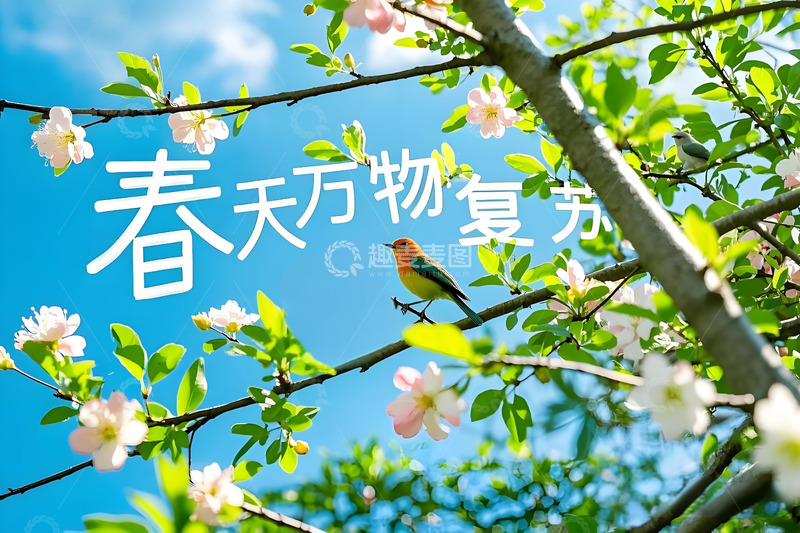 高清大图下载【趣麦麦图】春天花卉野花小鸟雏菊栀子花桃花柳树三月风景摄影素材10