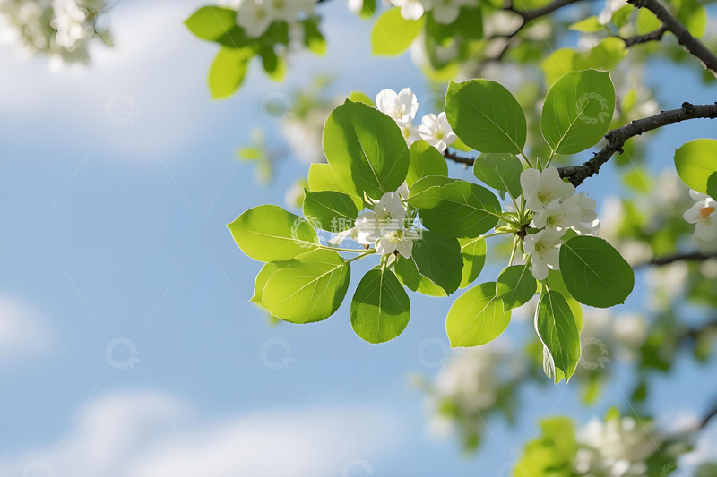 高清大图下载【趣麦麦图】春天花卉野花小鸟雏菊栀子花桃花柳树三月风景摄影素材9