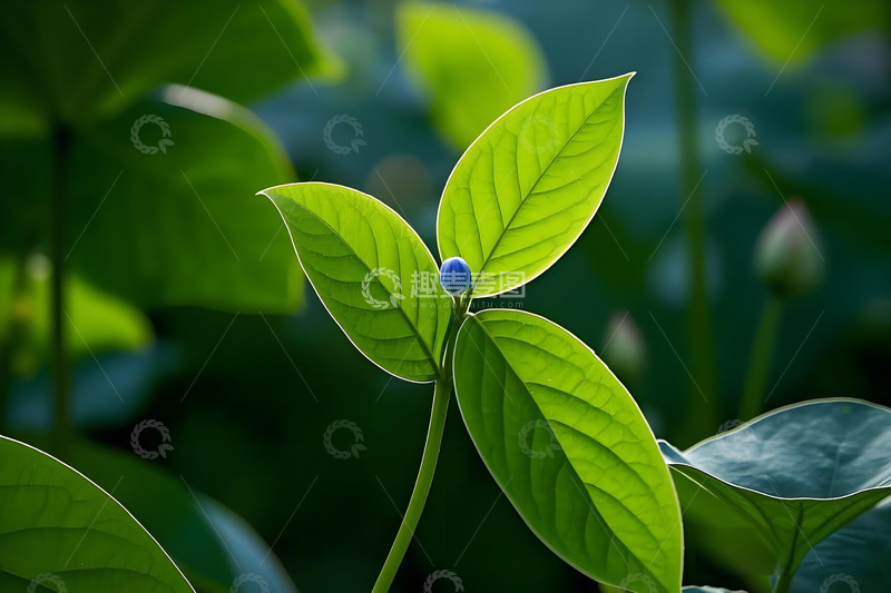高清大图下载【趣麦麦图】春天花卉野花小鸟雏菊栀子花桃花柳树三月风景摄影素材8