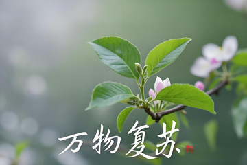 春天花卉野花小鸟雏菊栀子花桃花柳树三月风景摄影素材16
