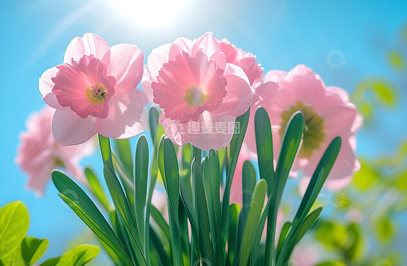 高清大图下载【趣麦麦图】春天路边粉色水仙花