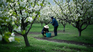 果园中忙碌的身影