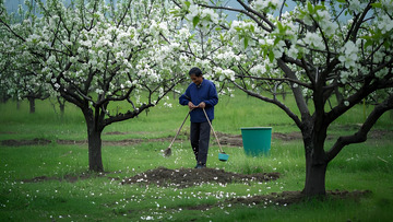 果园中劳作的人