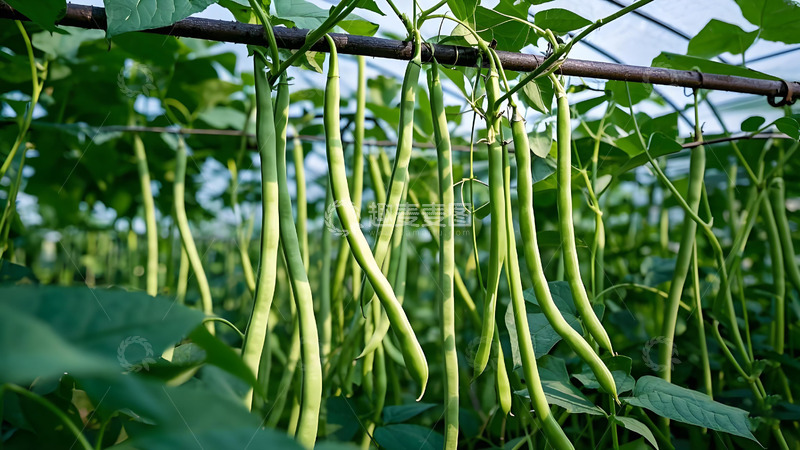 高清大图下载【趣麦麦图】棚架上垂落的长豆角