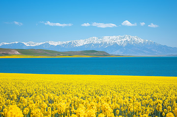 油菜花青海湖风景摄影图