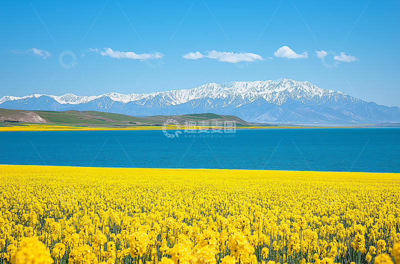 油菜花青海湖风景摄影图