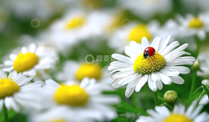 高清大图下载【趣麦麦图】鲜花瓢虫田野美丽风影摄影