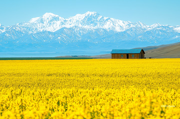  油菜花青海湖风景摄影图