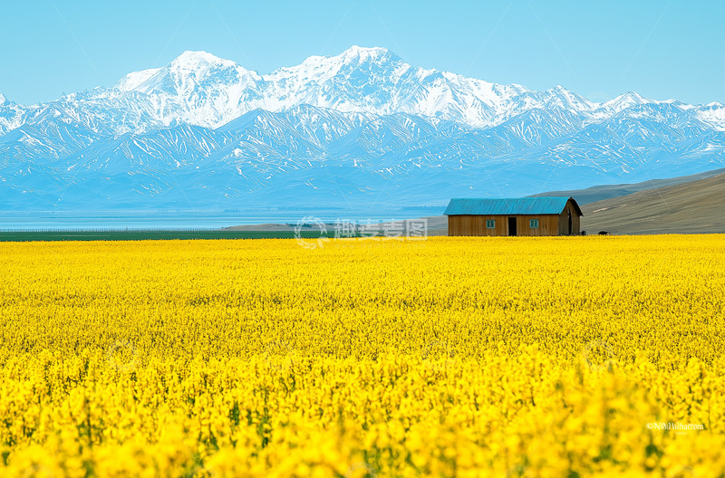  油菜花青海湖风景摄影图