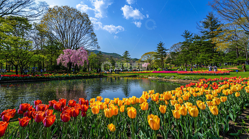 高清大图下载【趣麦麦图】春天的郁金香花园