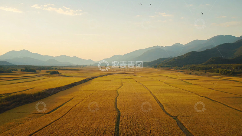 高清大图下载【趣麦麦图】金色稻田