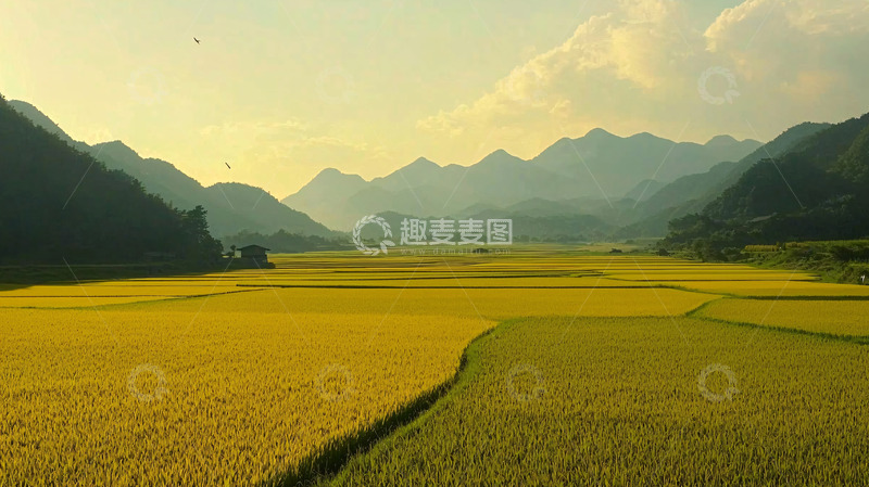 高清大图下载【趣麦麦图】金色稻田