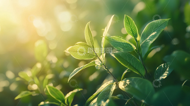 高清大图下载【趣麦麦图】阳光下绿油油的茶叶