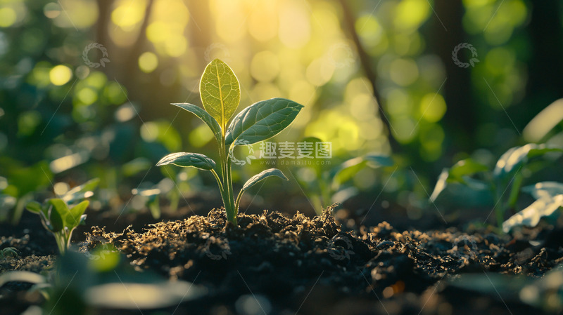 高清大图下载【趣麦麦图】阳光下土壤中新芽