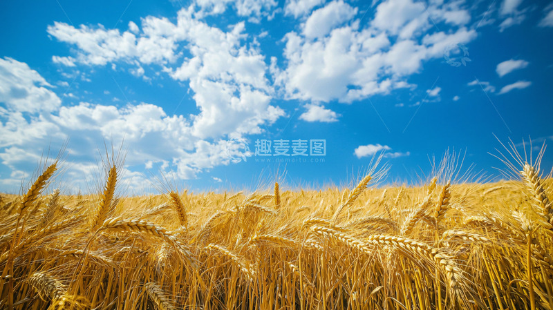 高清大图下载【趣麦麦图】金黄麦田蓝天白云