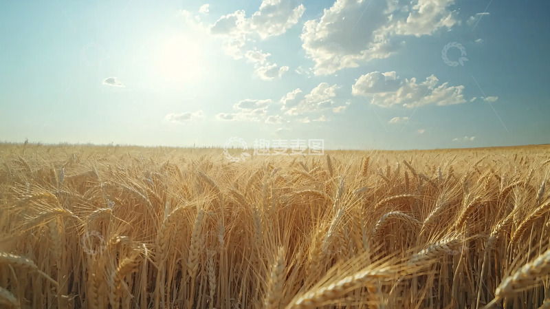 高清大图下载【趣麦麦图】金黄麦田阳光下的麦浪
