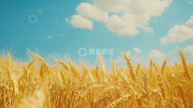 高清大图下载【趣麦麦图】金黄麦田蓝天白云
