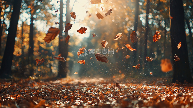 高清大图下载【趣麦麦图】秋日森林落叶