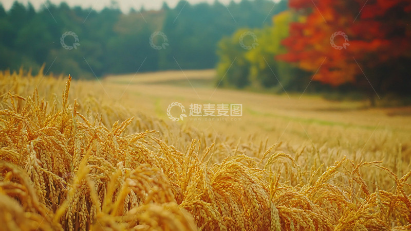 高清大图下载【趣麦麦图】秋天麦田