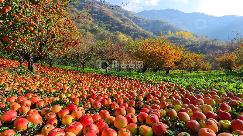 高清大图下载【趣麦麦图】秋日苹果园丰收景象