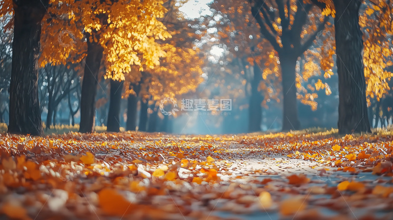 高清大图下载【趣麦麦图】秋日森林小路
