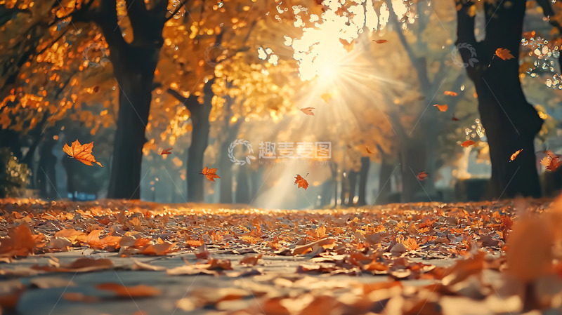 高清大图下载【趣麦麦图】秋日阳光洒在落叶小路上