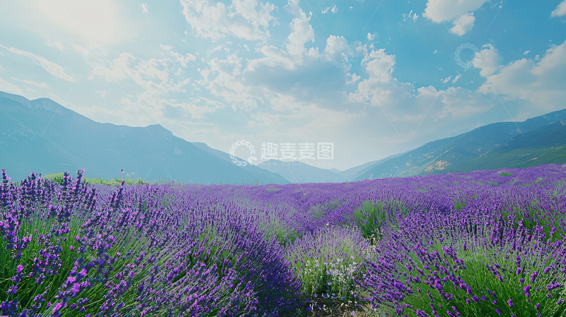 高清大图下载【趣麦麦图】薰衣草田园风景