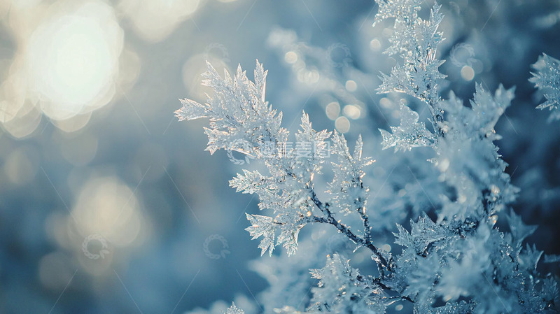 高清大图下载【趣麦麦图】冰霜覆盖的树枝