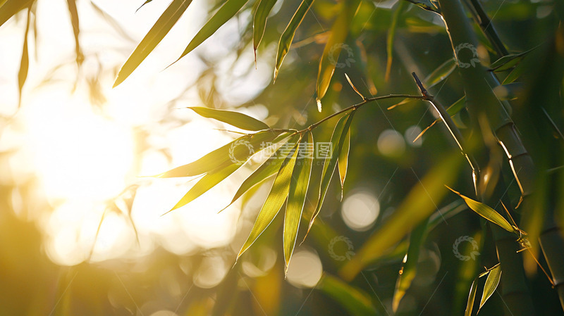 高清大图下载【趣麦麦图】阳光下的竹叶