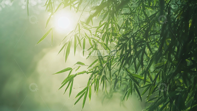 高清大图下载【趣麦麦图】阳光透过竹林雾气
