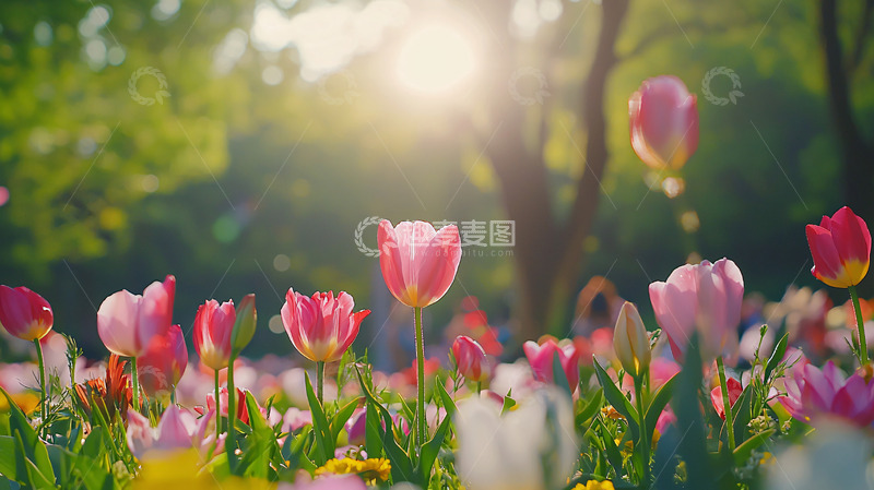 高清大图下载【趣麦麦图】阳光下的郁金香花田