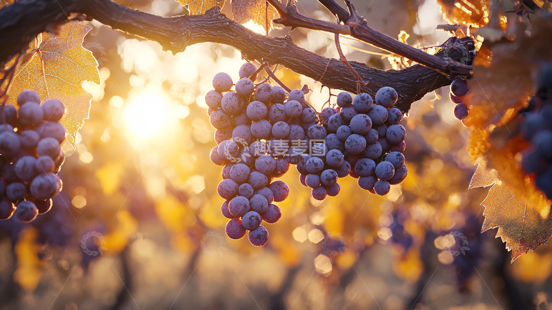 高清大图下载【趣麦麦图】夕阳下成熟的葡萄