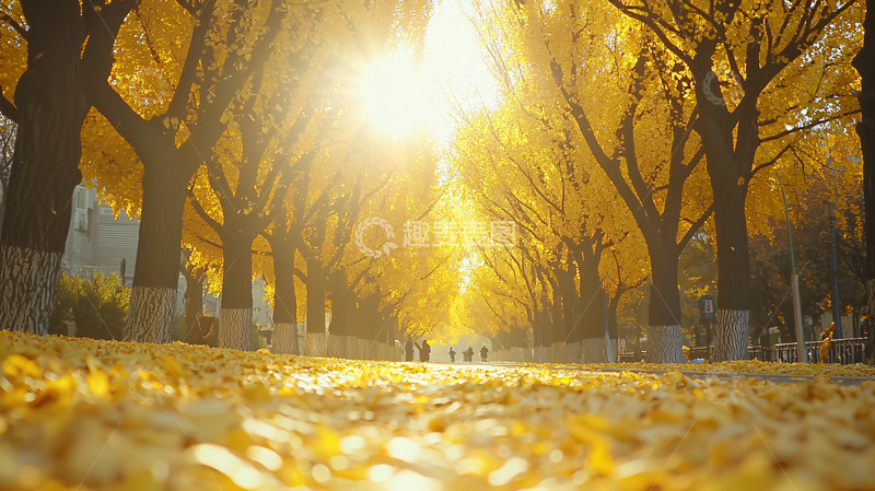 高清大图下载【趣麦麦图】金秋阳光下的银杏大道