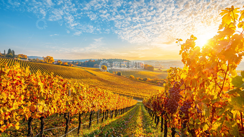高清大图下载【趣麦麦图】秋日葡萄园金色阳光
