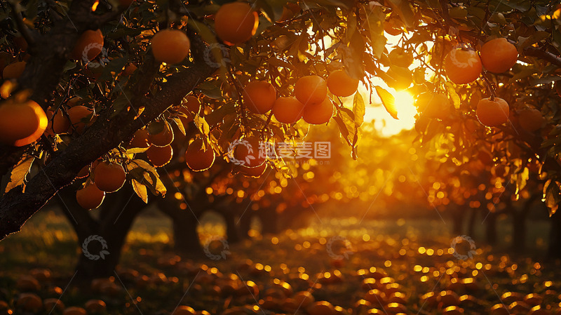 高清大图下载【趣麦麦图】夕阳下的橙子树
