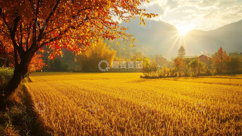 高清大图下载【趣麦麦图】秋日田野金色阳光