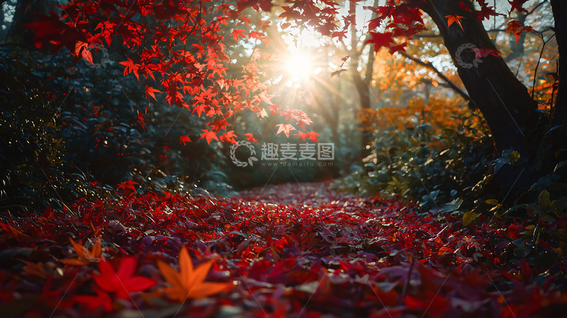 高清大图下载【趣麦麦图】秋日森林小路落叶