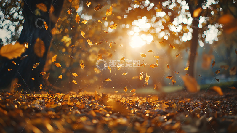 高清大图下载【趣麦麦图】秋叶纷飞