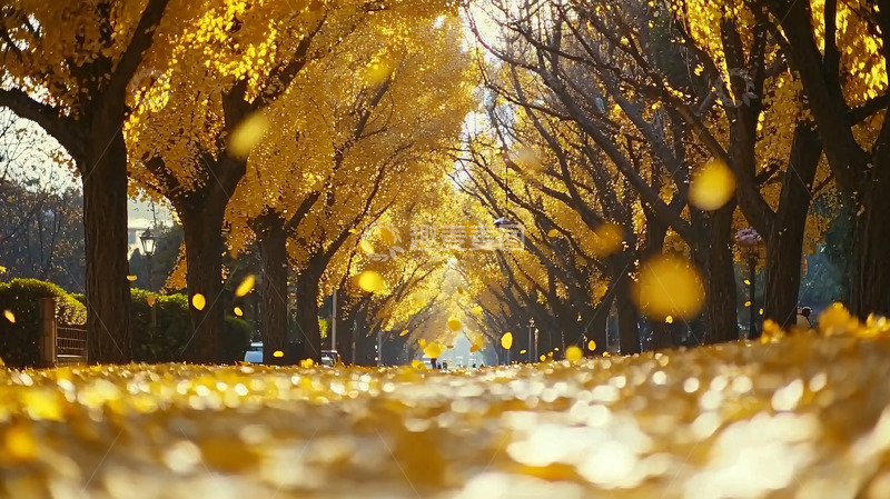 高清大图下载【趣麦麦图】金黄落叶铺满小路