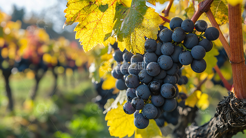 高清大图下载【趣麦麦图】秋日葡萄园成熟的紫葡萄