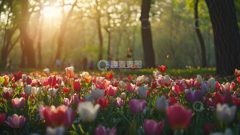 高清大图下载【趣麦麦图】阳光透过树林洒在郁金香花田
