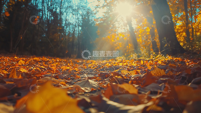 高清大图下载【趣麦麦图】秋日森林落叶小路