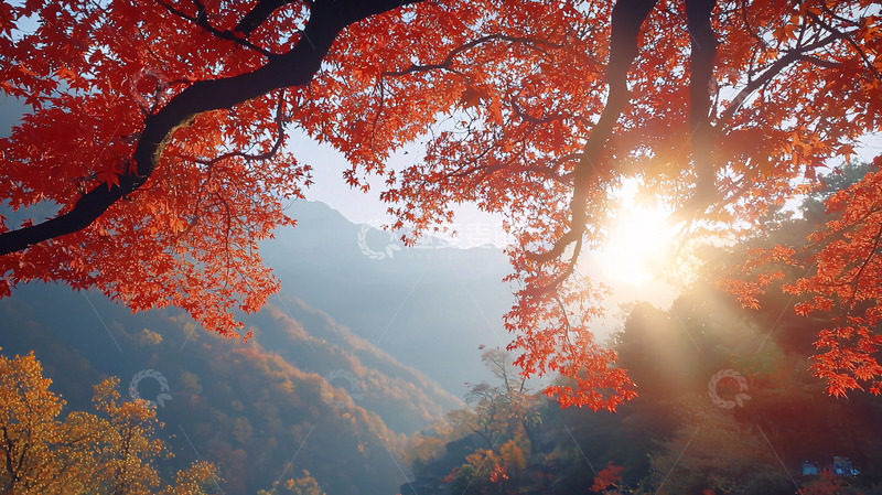 高清大图下载【趣麦麦图】秋日红叶