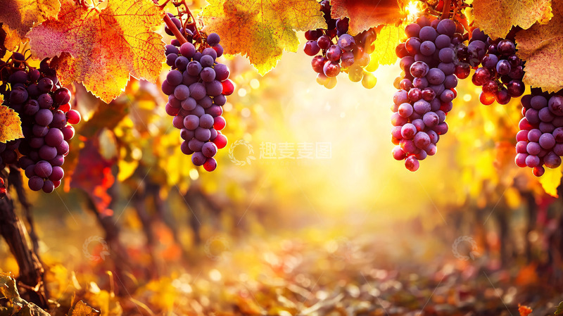 高清大图下载【趣麦麦图】秋日葡萄园
