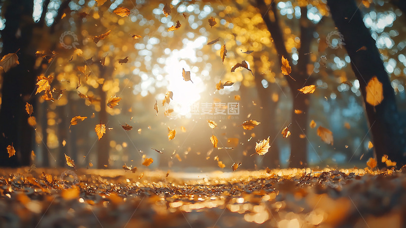 高清大图下载【趣麦麦图】秋日阳光下的落叶