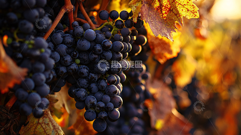 高清大图下载【趣麦麦图】秋日阳光下的成熟紫葡萄