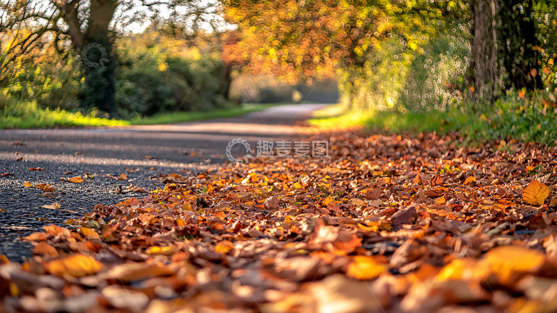 高清大图下载【趣麦麦图】秋日道路落叶景色