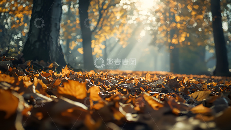 高清大图下载【趣麦麦图】秋日森林落叶小路